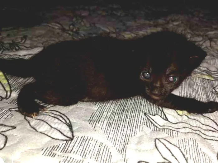 Gato ra a SRD idade Abaixo de 2 meses nome Blackinho