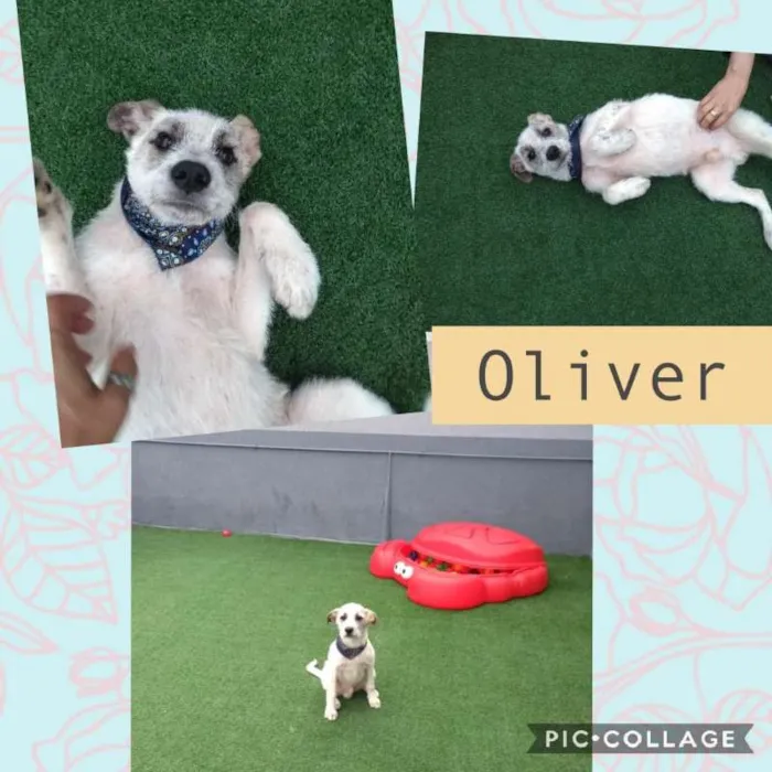 Cachorro ra a SRD idade 7 a 11 meses nome OLIVER