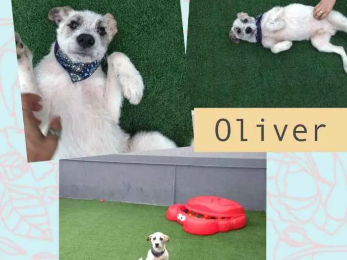 Cachorro ra a SRD idade 7 a 11 meses nome OLIVER