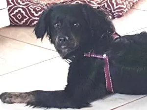 Cachorro raça Vira lata idade 1 ano nome Nala