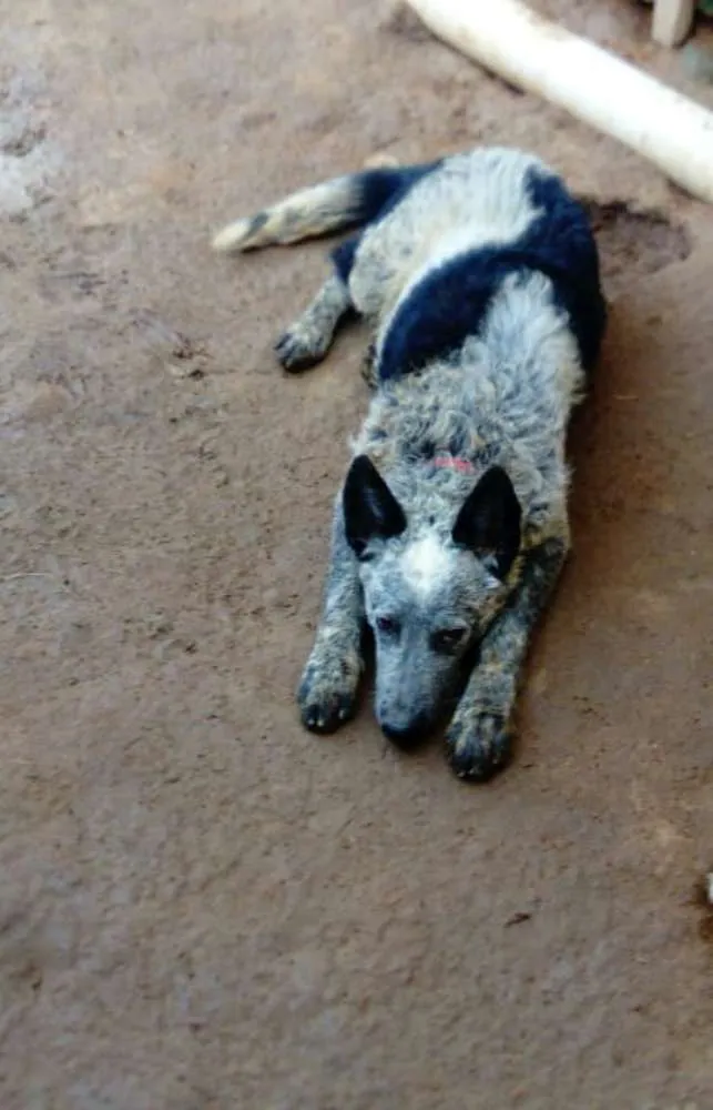 Cachorro ra a Boiadeiro australiano (blurril idade 2 a 6 meses nome Thor
