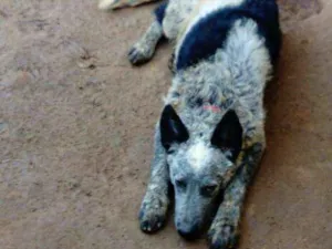 Cachorro raça Boiadeiro australiano (blurril idade 2 a 6 meses nome Thor