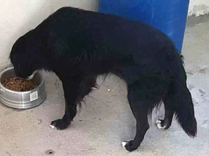 Cachorro ra a rottweiler com Labrador   idade 2 a 6 meses nome Joy