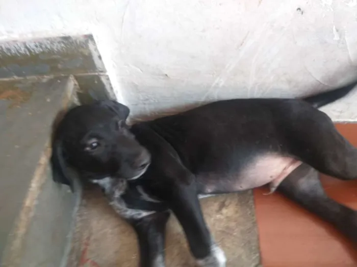 Cachorro ra a Vira Lata idade 2 a 6 meses nome Kovu