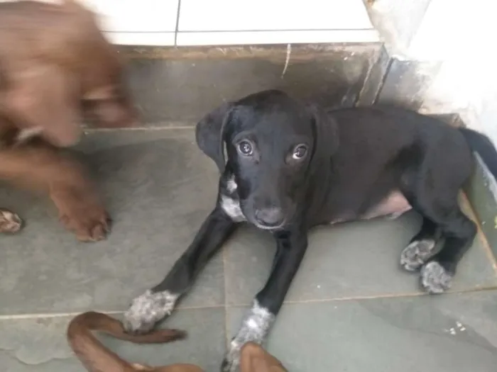 Cachorro ra a Vira Lata idade 2 a 6 meses nome Kovu