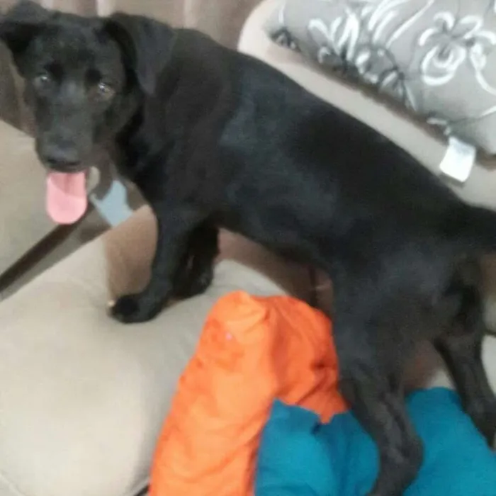 Cachorro ra a Vira lata  idade 7 a 11 meses nome Paçoca 