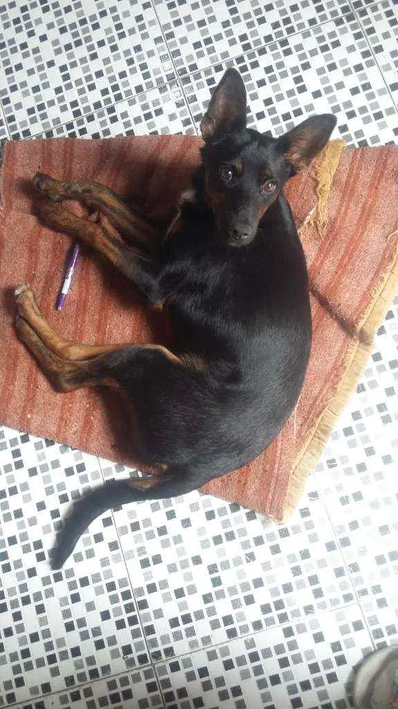 Cachorro ra a Vira-lata idade 2 a 6 meses nome Bezerra 