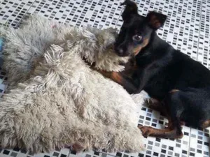 Cachorro raça Vira-lata idade 2 a 6 meses nome Bezerra 
