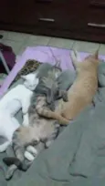 Gatas castradas gato