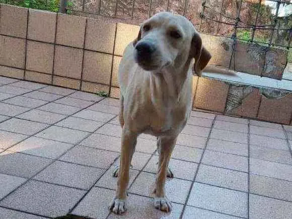 Cachorro ra a Golden Retriever com Basse idade 1 ano nome Safira