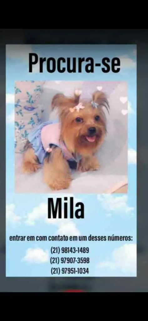 Cachorro ra a Yorkshire idade 5 anos nome Milla