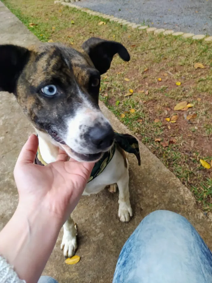 Cachorro ra a Sem raça definida idade 2 anos nome Apollo