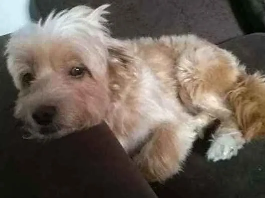 Cachorro ra a Mista (Poodle + Lhasa) idade 4 anos nome Ted