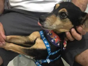 Cachorro raça Mistura vira lata com pinsher idade 3 anos nome Tuco