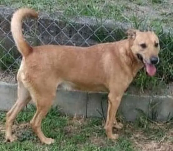 Cachorro ra a SRD-ViraLata idade 5 anos nome Caramelo Charme