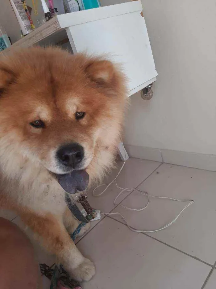 Cachorro ra a Chow chow idade 4 anos nome APOLO