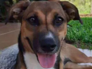 Cachorro raça SRD-ViraLata idade 1 ano nome Paçoca