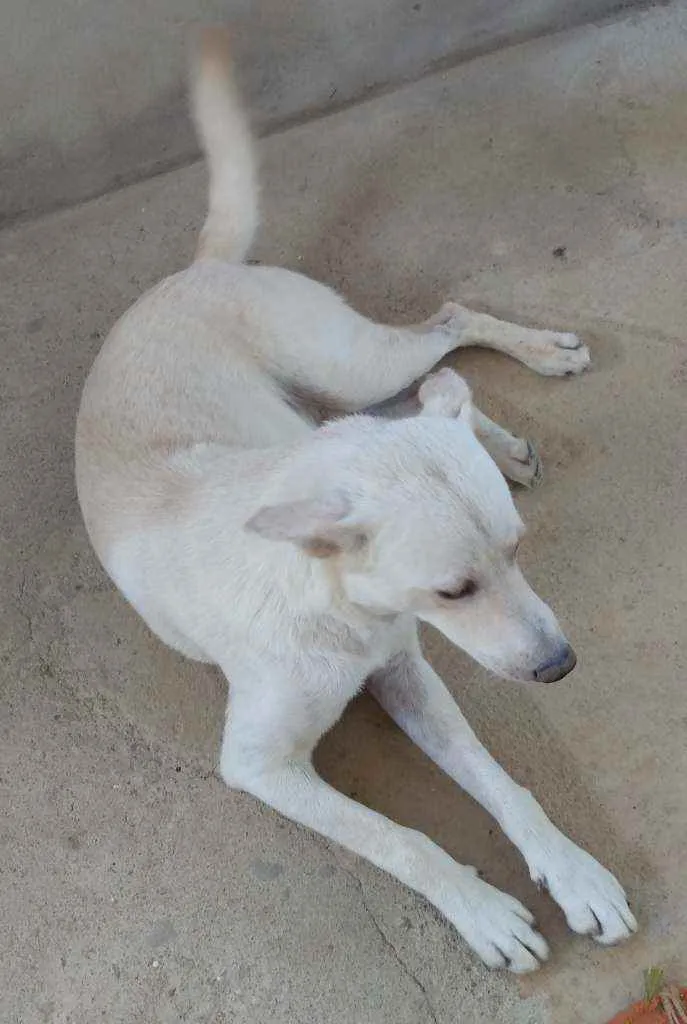 Cachorro ra a Akita com Labrador idade 3 anos nome Fred