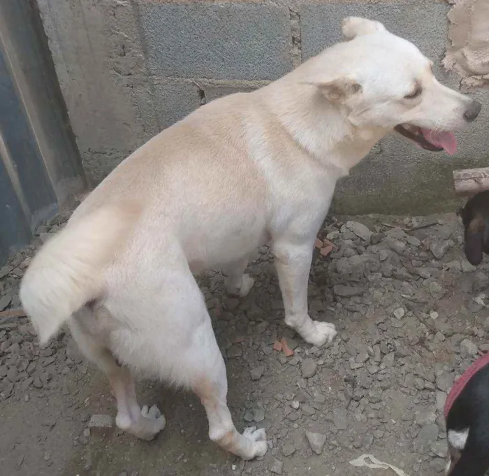 Cachorro ra a Akita com Labrador idade 3 anos nome Fred