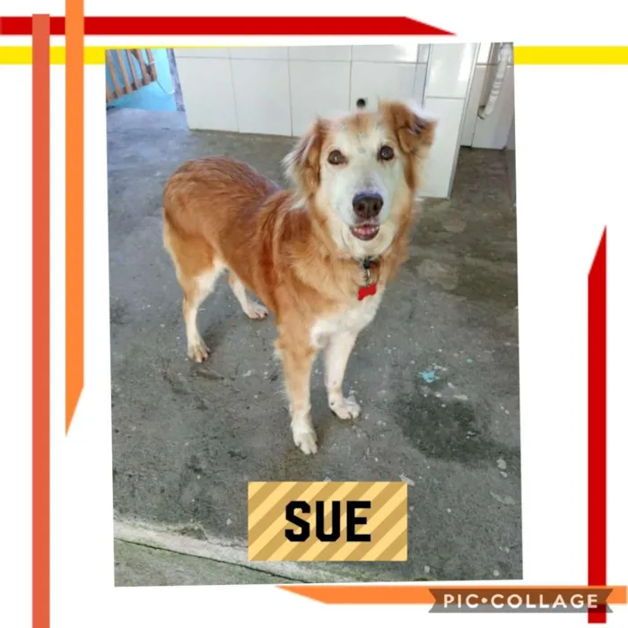 Cachorro ra a SRD-ViraLata idade 6 ou mais anos nome SUE