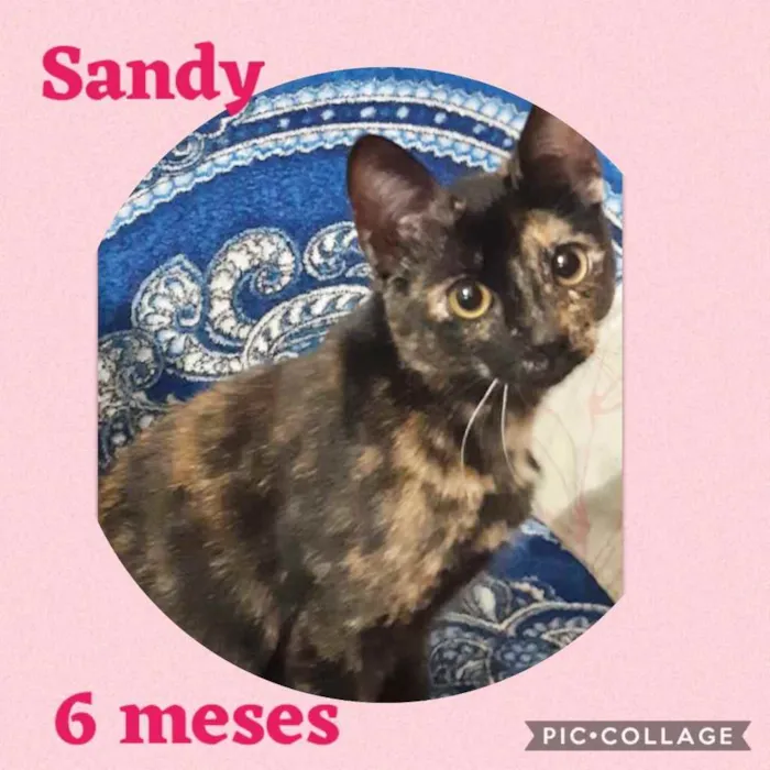 Gato ra a Srd idade 2 a 6 meses nome Sandy