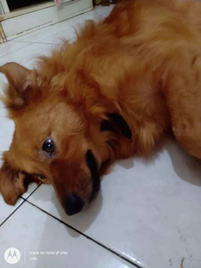 Cachorro ra a SRD vira lata idade 3 anos nome Totó