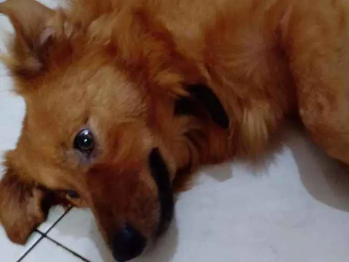 Cachorro ra a SRD vira lata idade 3 anos nome Totó