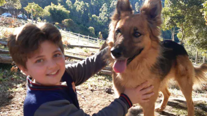 Cachorro ra a Pastor alemão com srd idade 4 anos nome Peter