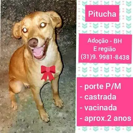 Cachorro ra a SRD idade 2 anos nome Pitucha