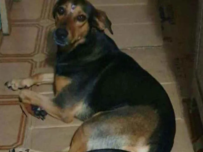 Cachorro ra a Vira-lata aparência Rottweiler idade 4 anos nome Kira 