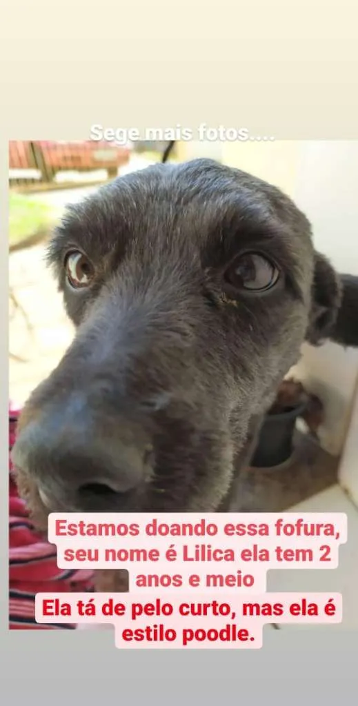Cachorro ra a SRD-ViraLata idade 2 anos nome Lilica