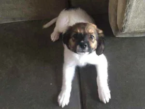 Cachorro raça Vira-lata  idade Abaixo de 2 meses nome Neguinho 