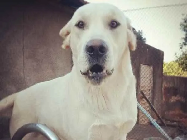 Cachorro ra a Labrador sem pedigree idade 4 anos nome James Hendrix