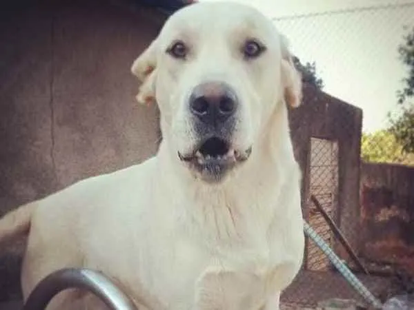 Cachorro ra a Labrador sem pedigree idade 4 anos nome James Hendrix