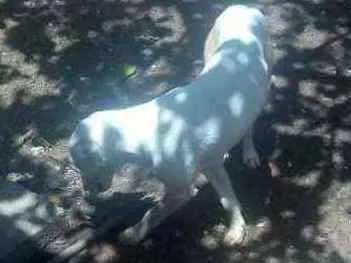 Cachorro ra a Pitbull misturado com viralata idade 1 ano nome Branco