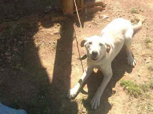 Cachorro ra a Labrador 'com pastor belga  idade 7 a 11 meses nome Lalinha