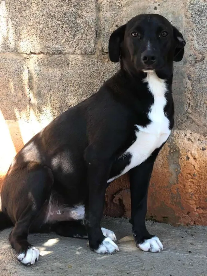 Cachorro ra a SRD-ViraLata idade 7 a 11 meses nome Chicó