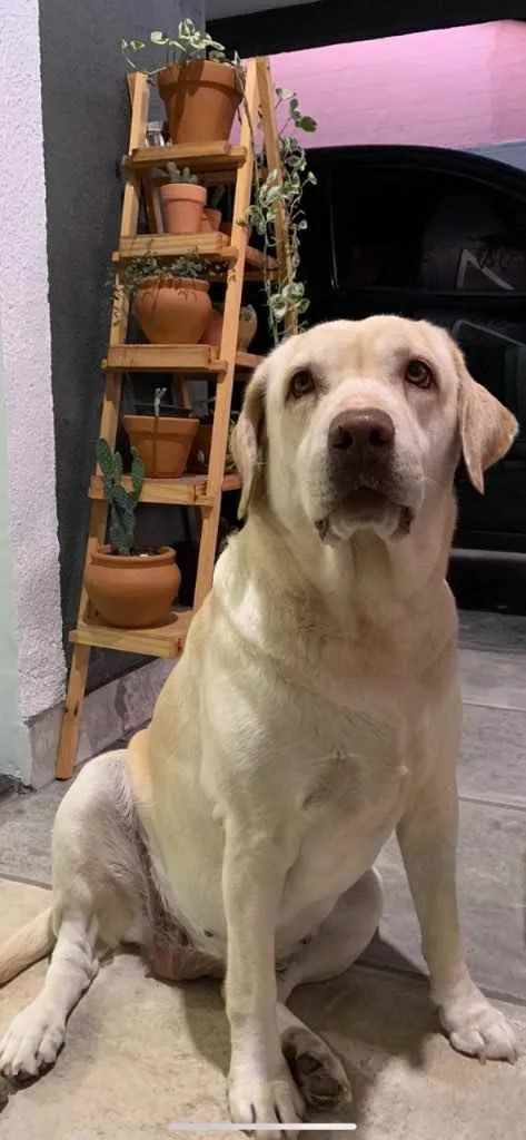 Cachorro ra a Labrador idade 6 ou mais anos nome Lina