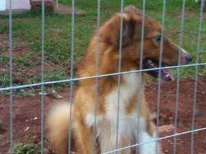 Cachorro raça Mix de Border Collie idade 5 anos nome Urso