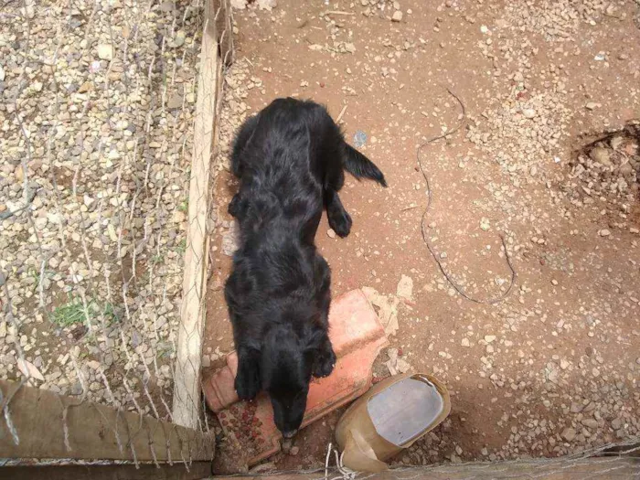 Cachorro ra a Border collie idade 2 a 6 meses nome Ludimila (liso)