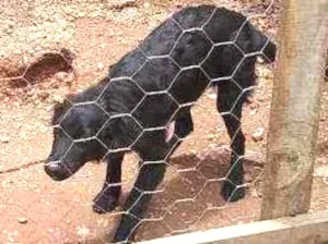 Cachorro raça Border collie idade 2 a 6 meses nome Ludimila (liso)