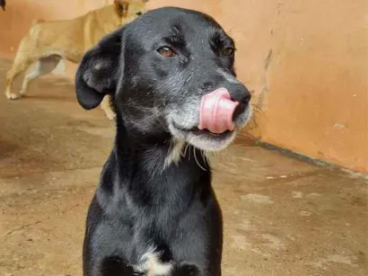 Cachorro raça SRD-ViraLata idade 3 anos nome Bidu de Boa
