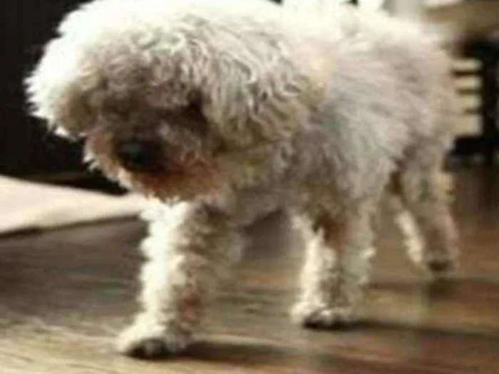 Cachorro ra a Poodle toy idade 6 ou mais anos nome Xuxu