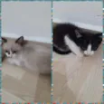 Filhotes de gato 