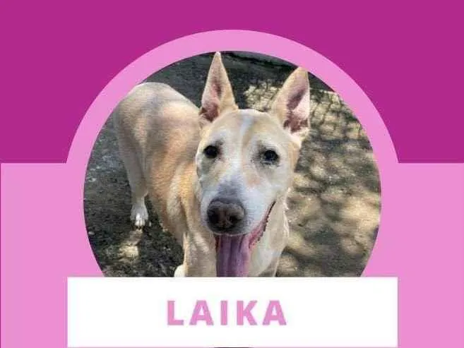 Cachorro ra a  idade 6 ou mais anos nome Laika