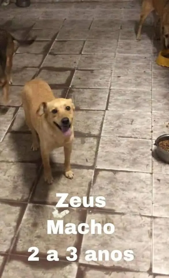 Cachorro ra a SRD idade 2 anos nome ZEUS