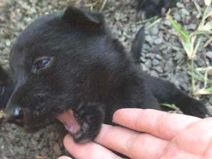 Cachorro ra a Labrador idade Abaixo de 2 meses nome Filhotes
