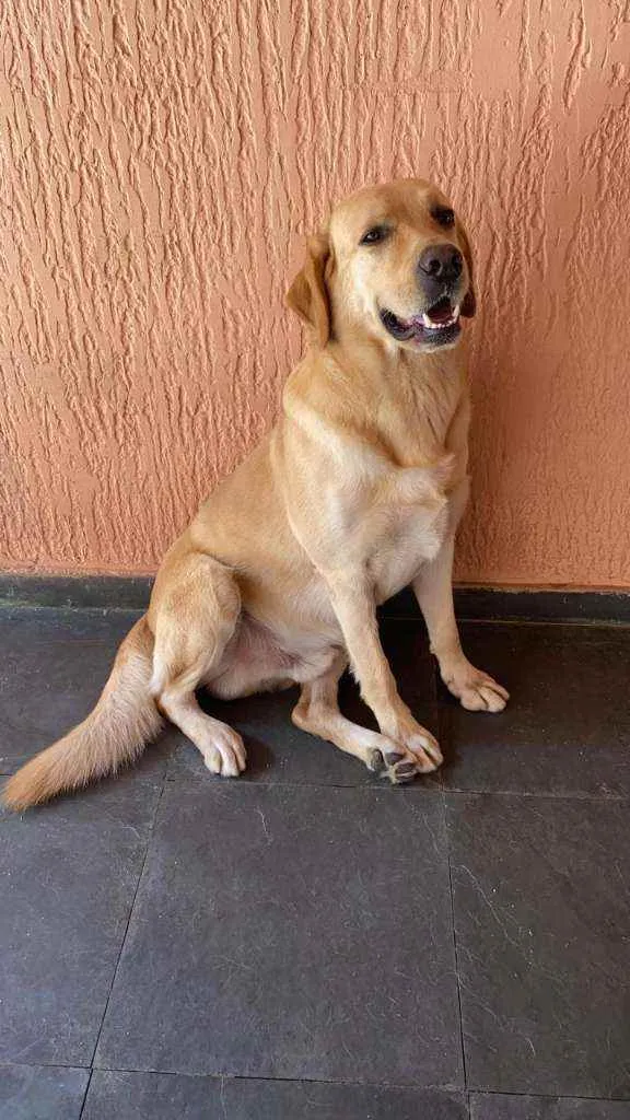 Cachorro ra a Labrador idade 2 anos nome Zeus
