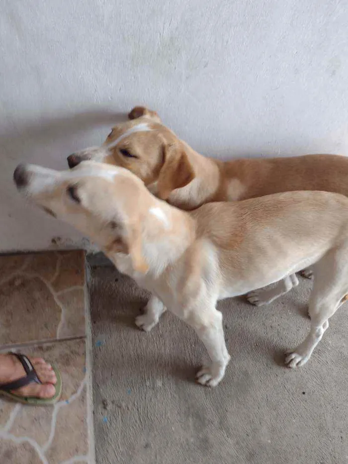 Cachorro ra a Labrador e collie idade 7 a 11 meses nome Leidy e White