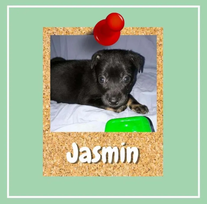 Cachorro ra a SRD-ViraLata idade 2 a 6 meses nome Jasmin
